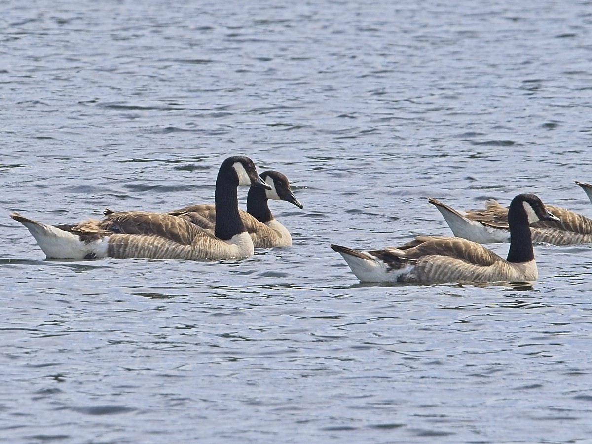 Canada Goose - ML638322047