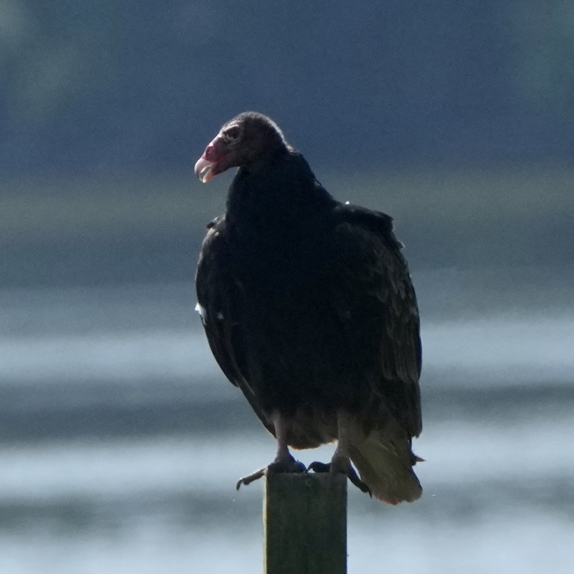 Turkey Vulture - ML638322050