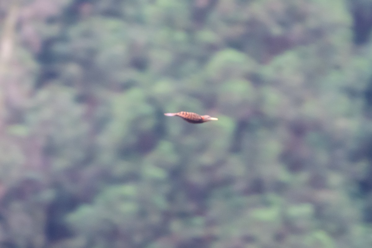Bay Woodpecker - ML638322052