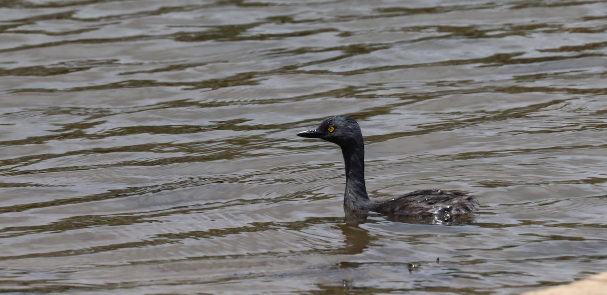 Least Grebe - ML638322053