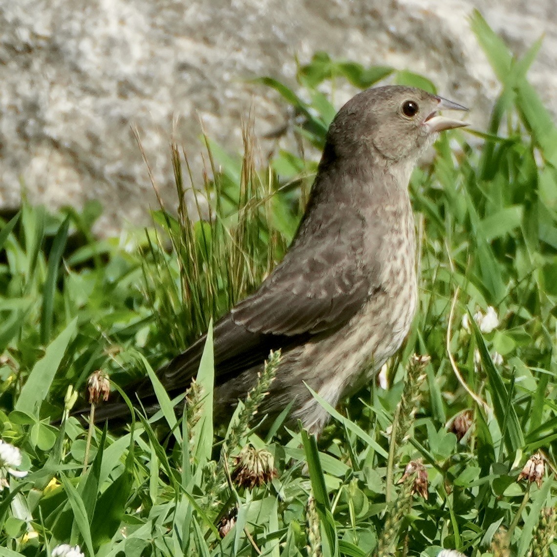 House Finch - ML638322057
