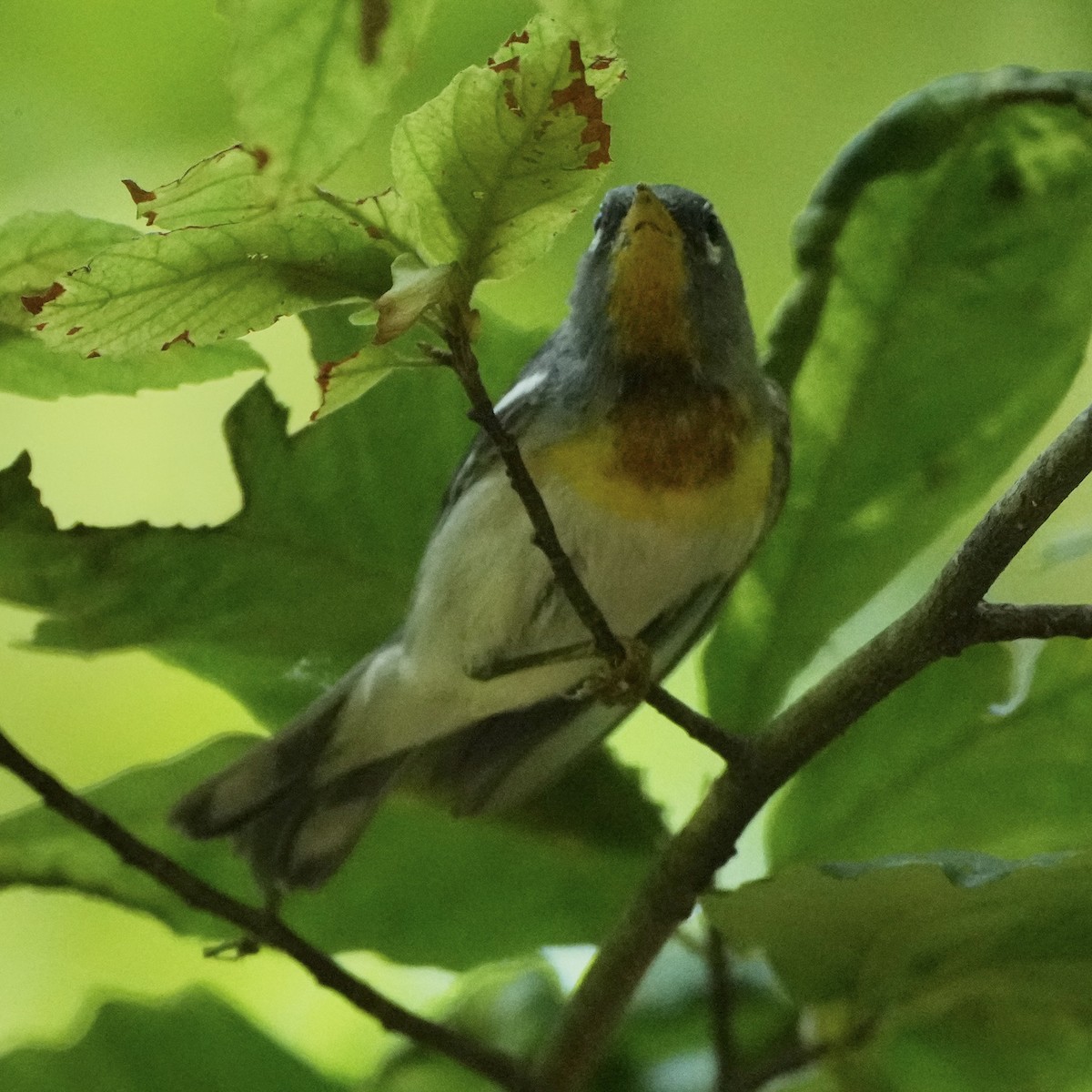 Northern Parula - ML638322062