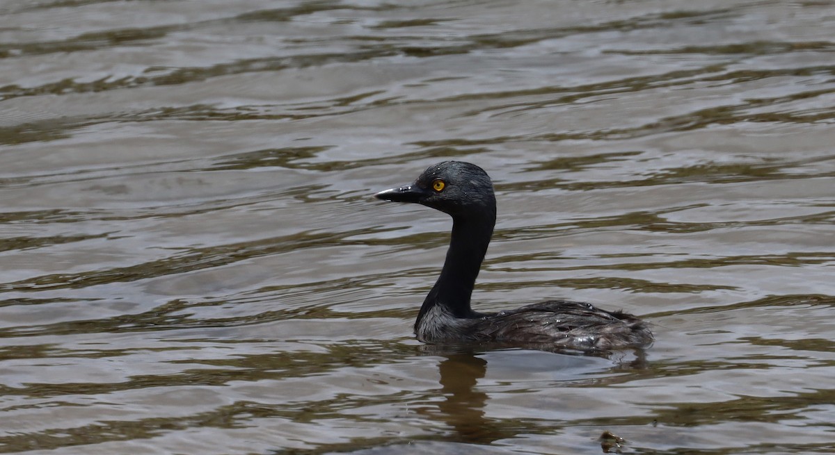 Least Grebe - ML638322066