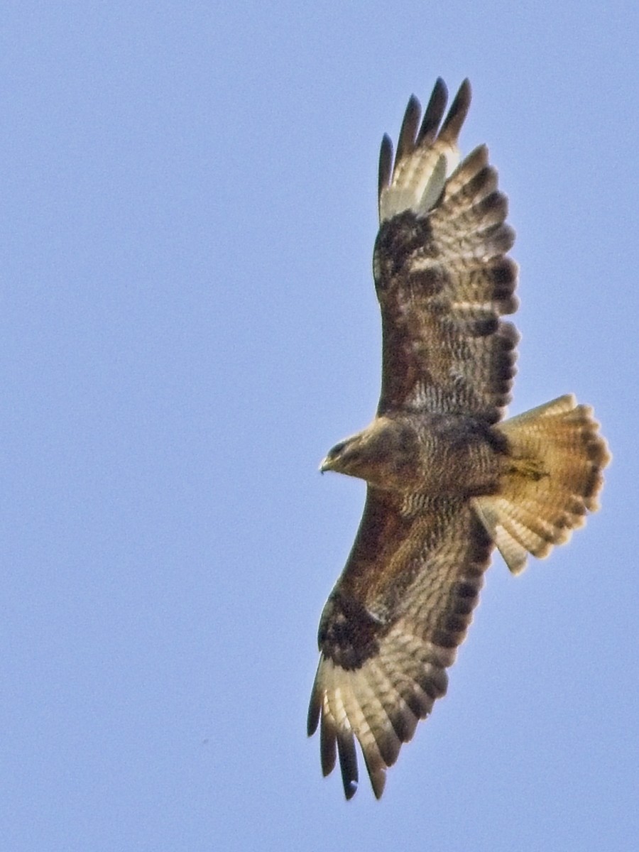 Şahin - ML638322067