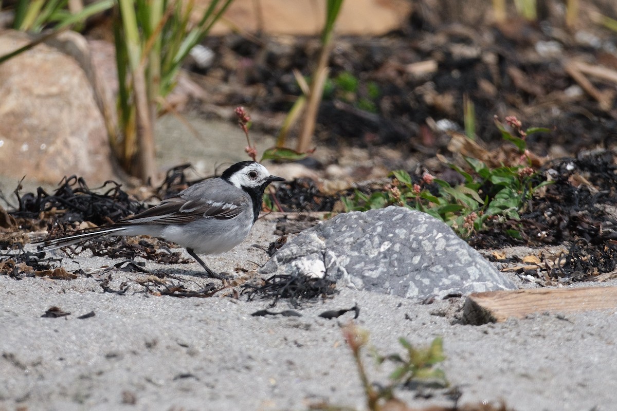 White Wagtail - ML638322068