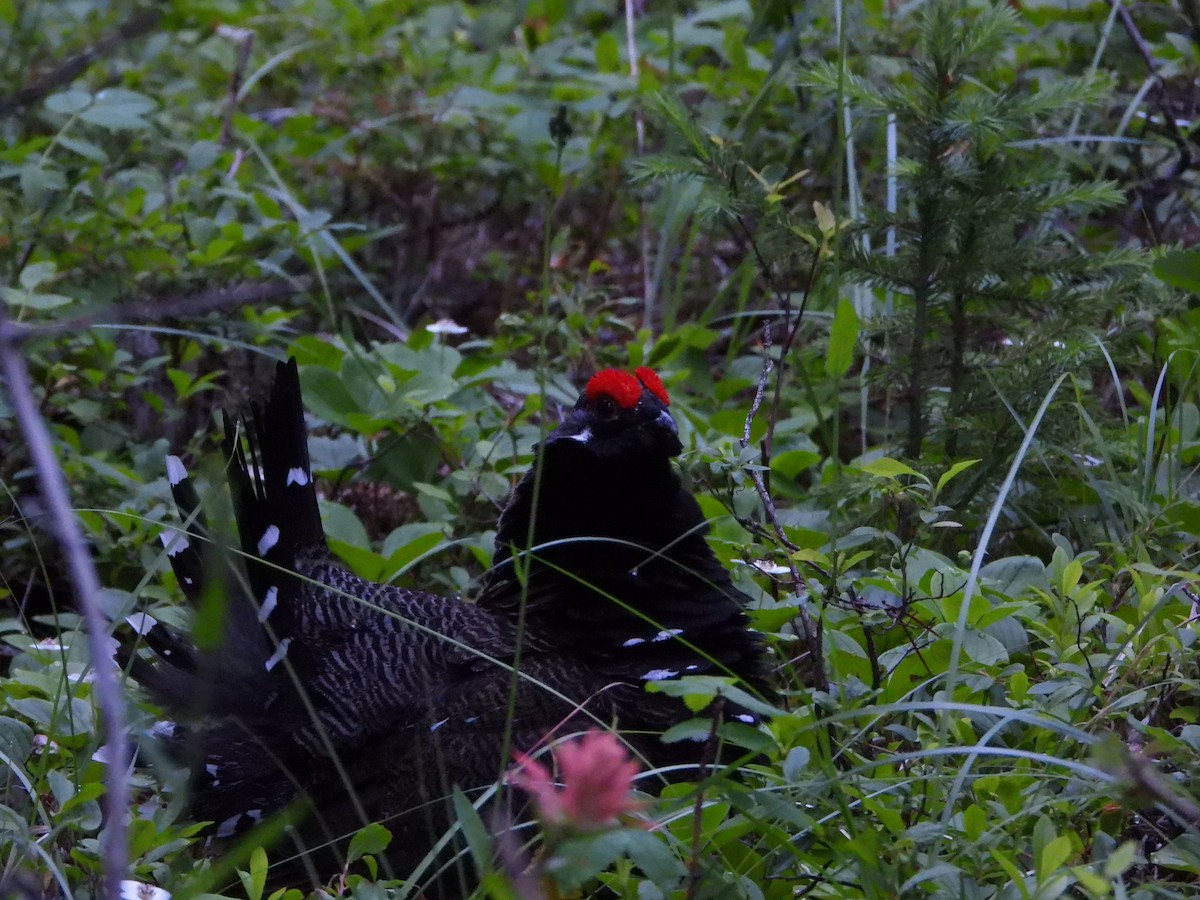Spruce Grouse (Franklin's) - ML638322071