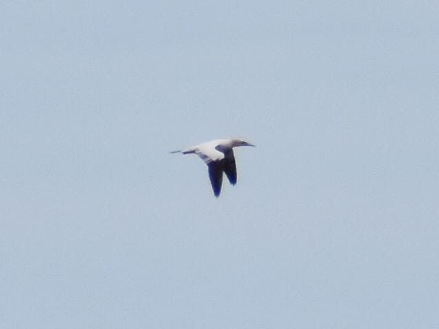 Northern Gannet - ML638322081
