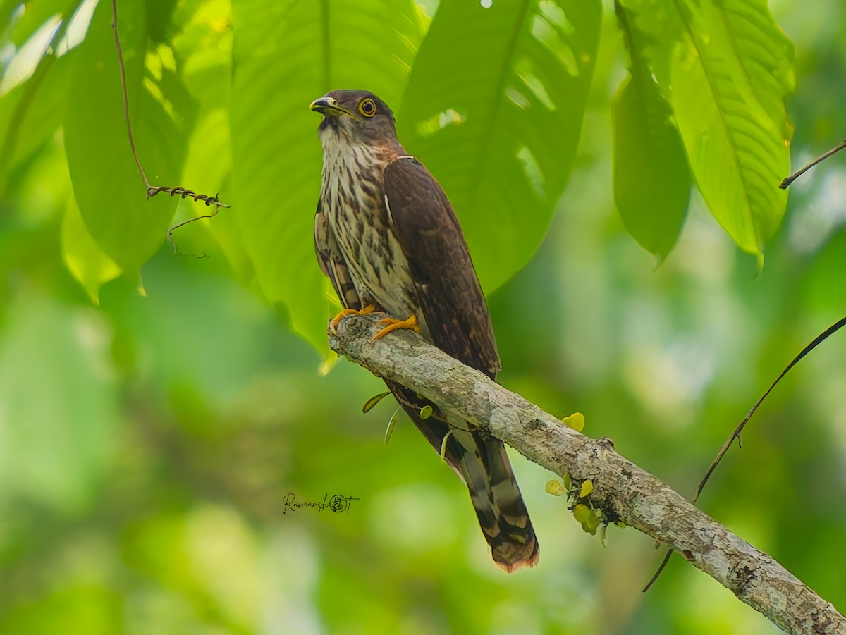 Hodgson's Hawk-Cuckoo - ML638322090