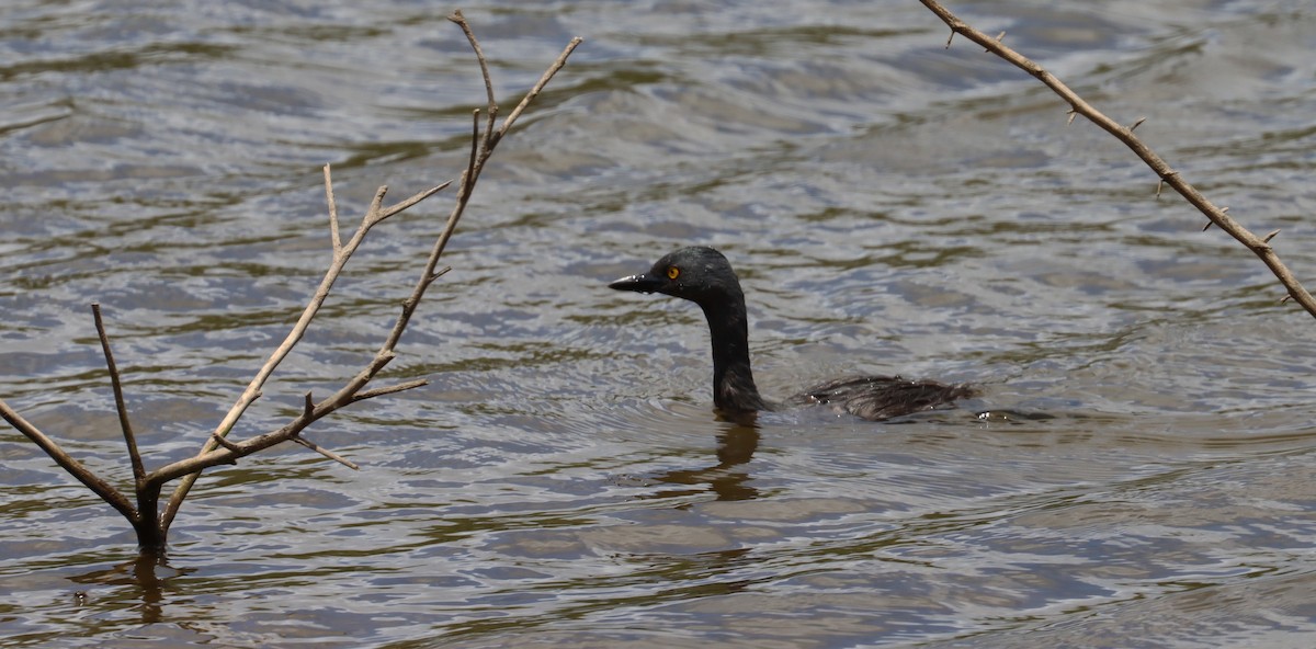 Least Grebe - ML638322091