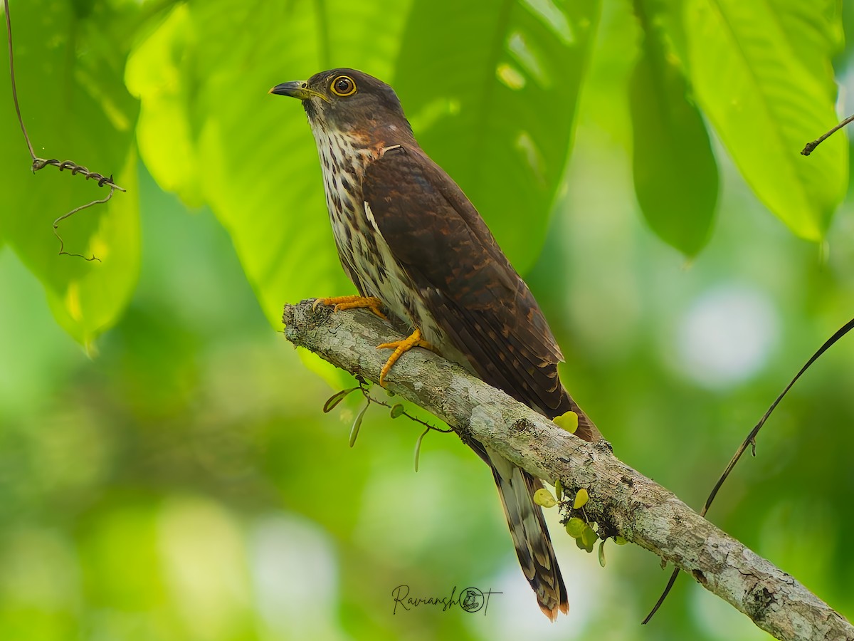 Hodgson's Hawk-Cuckoo - ML638322092