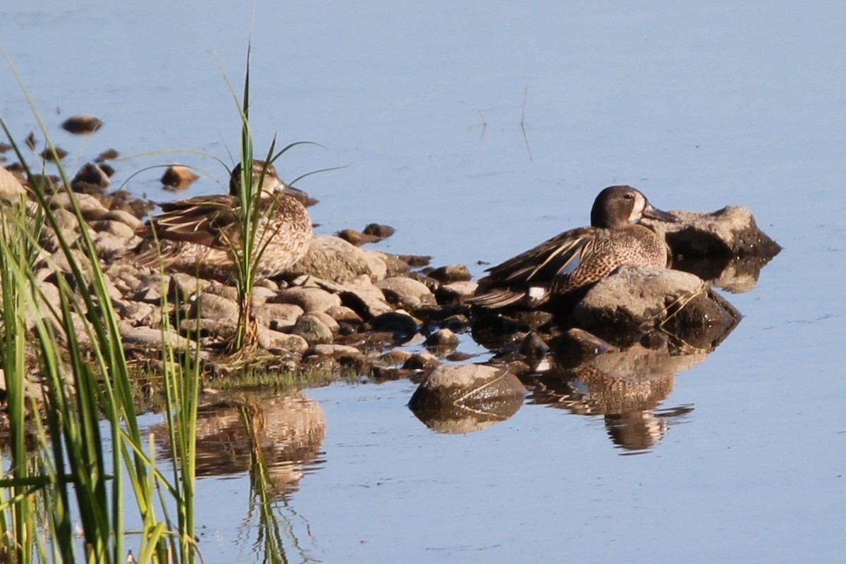 Blue-winged Teal - ML638322093