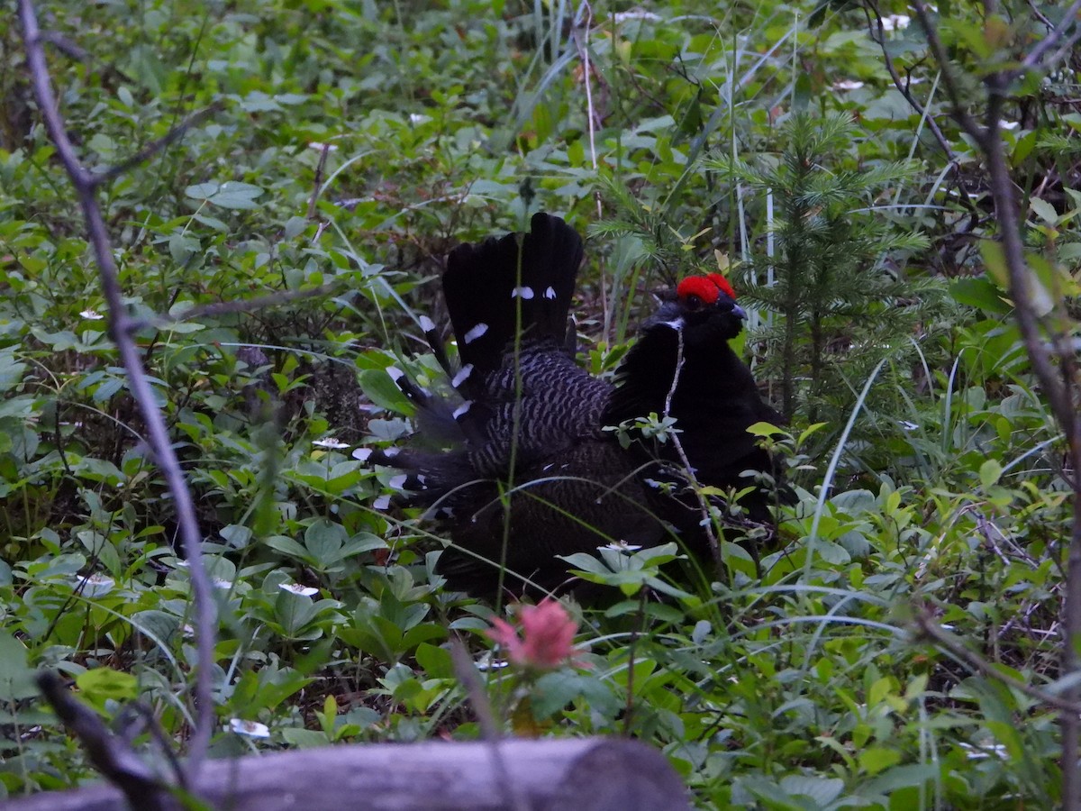 Spruce Grouse (Franklin's) - ML638322096