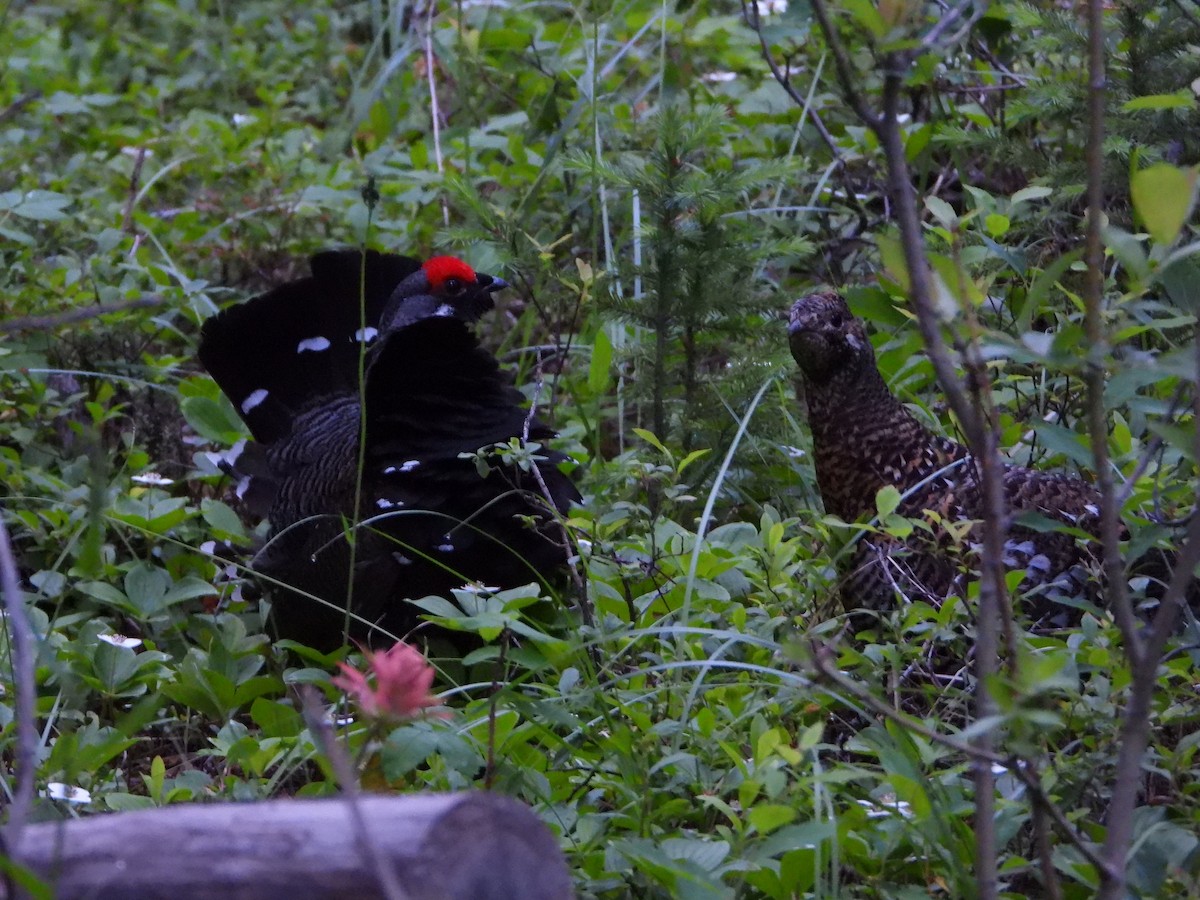 Spruce Grouse (Franklin's) - ML638322101