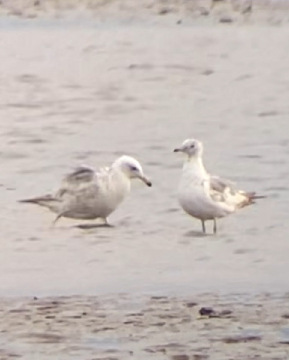 Short-billed Gull - ML638322105