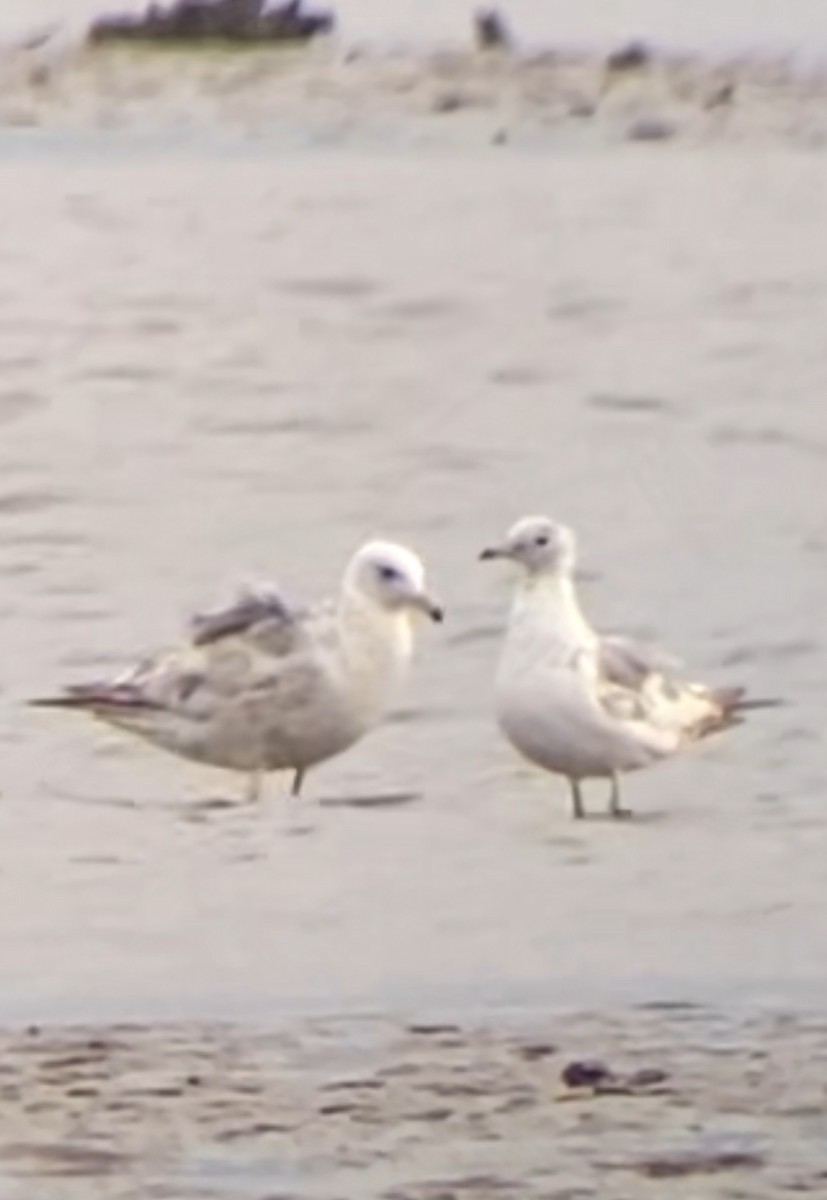Short-billed Gull - ML638322106