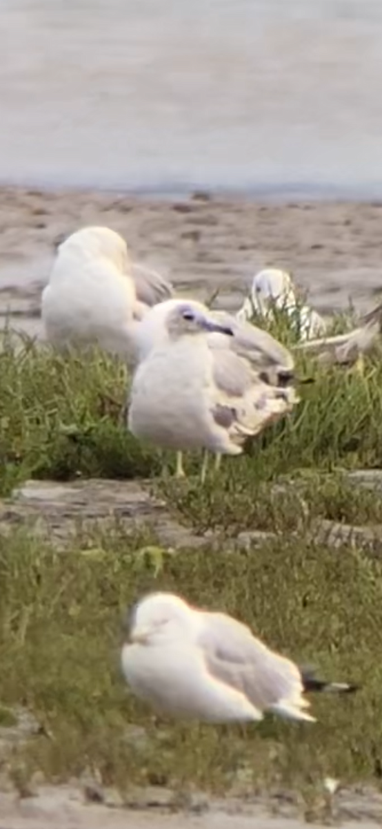 Short-billed Gull - ML638322107