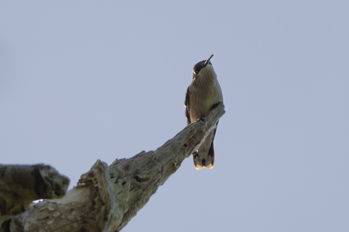 Ruby-throated Hummingbird - ML638322110
