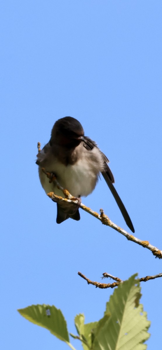 Hirondelle à front blanc (groupe pyrrhonota) - ML638322116