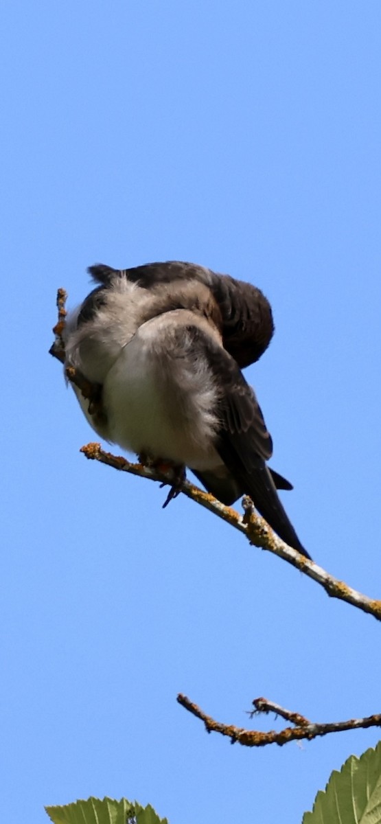 Hirondelle à front blanc (groupe pyrrhonota) - ML638322117