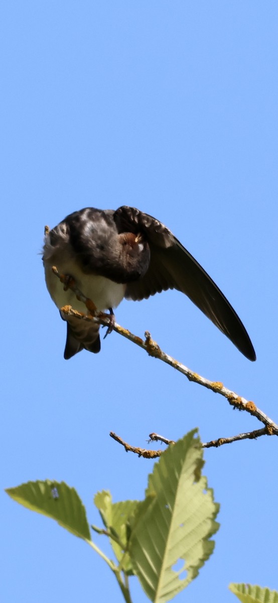 Hirondelle à front blanc (groupe pyrrhonota) - ML638322119