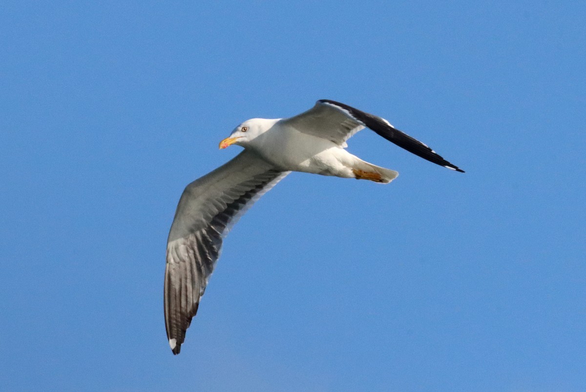 Gaviota Sombría - ML638322121