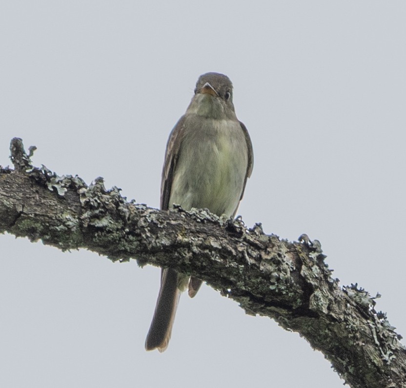 østpivi - ML638322125