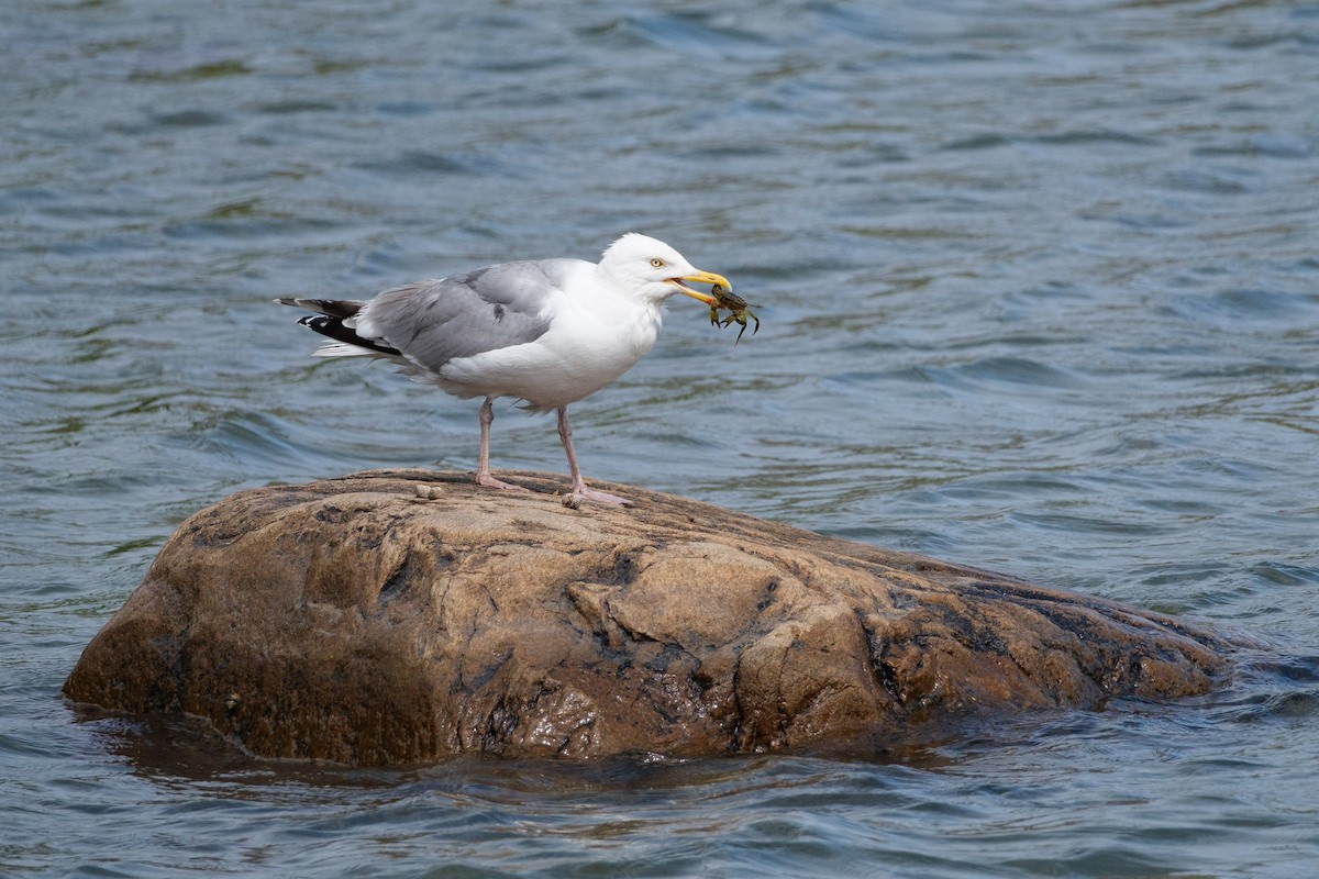 European Herring Gull - ML638322127