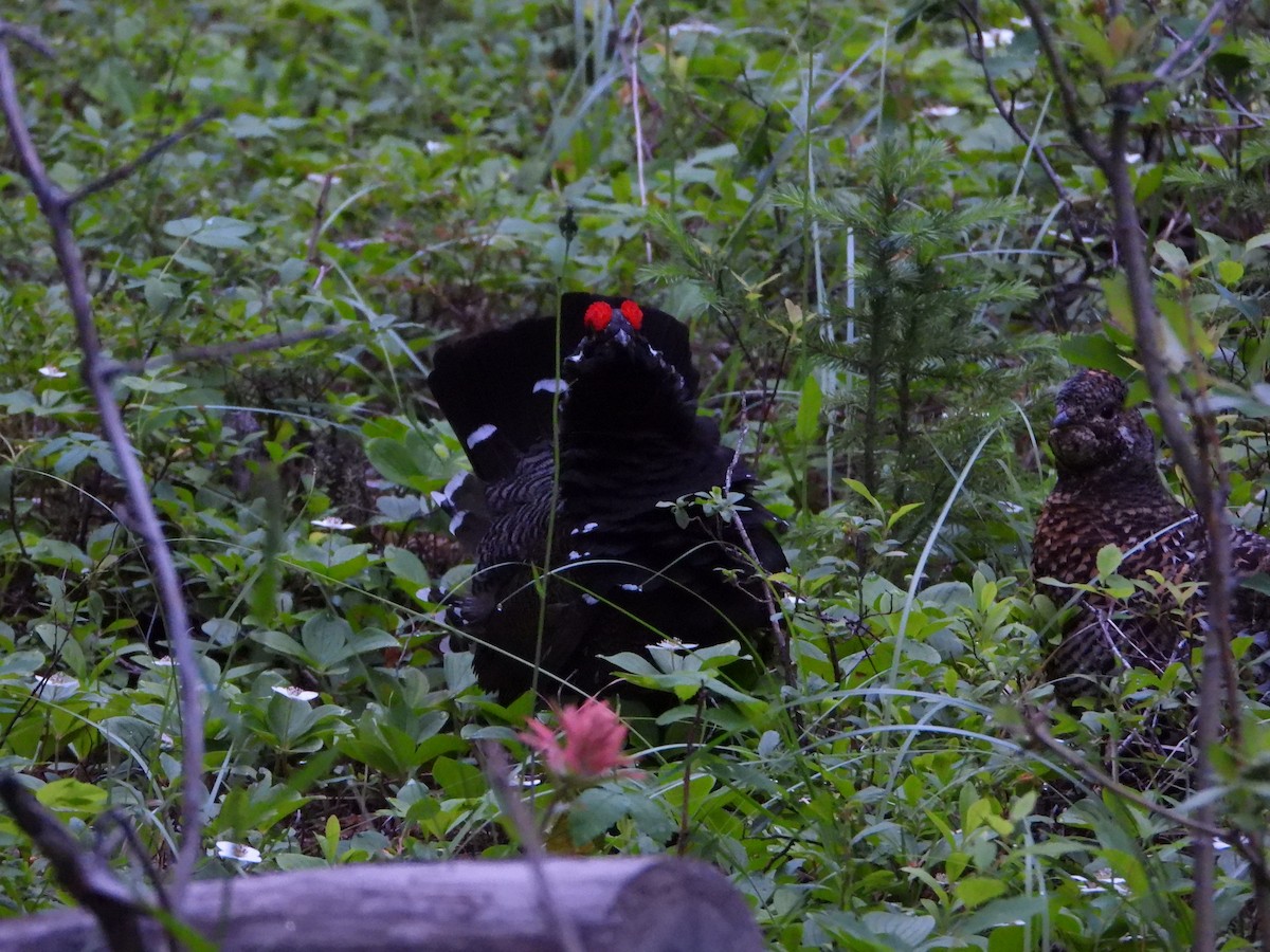 Spruce Grouse (Franklin's) - ML638322128