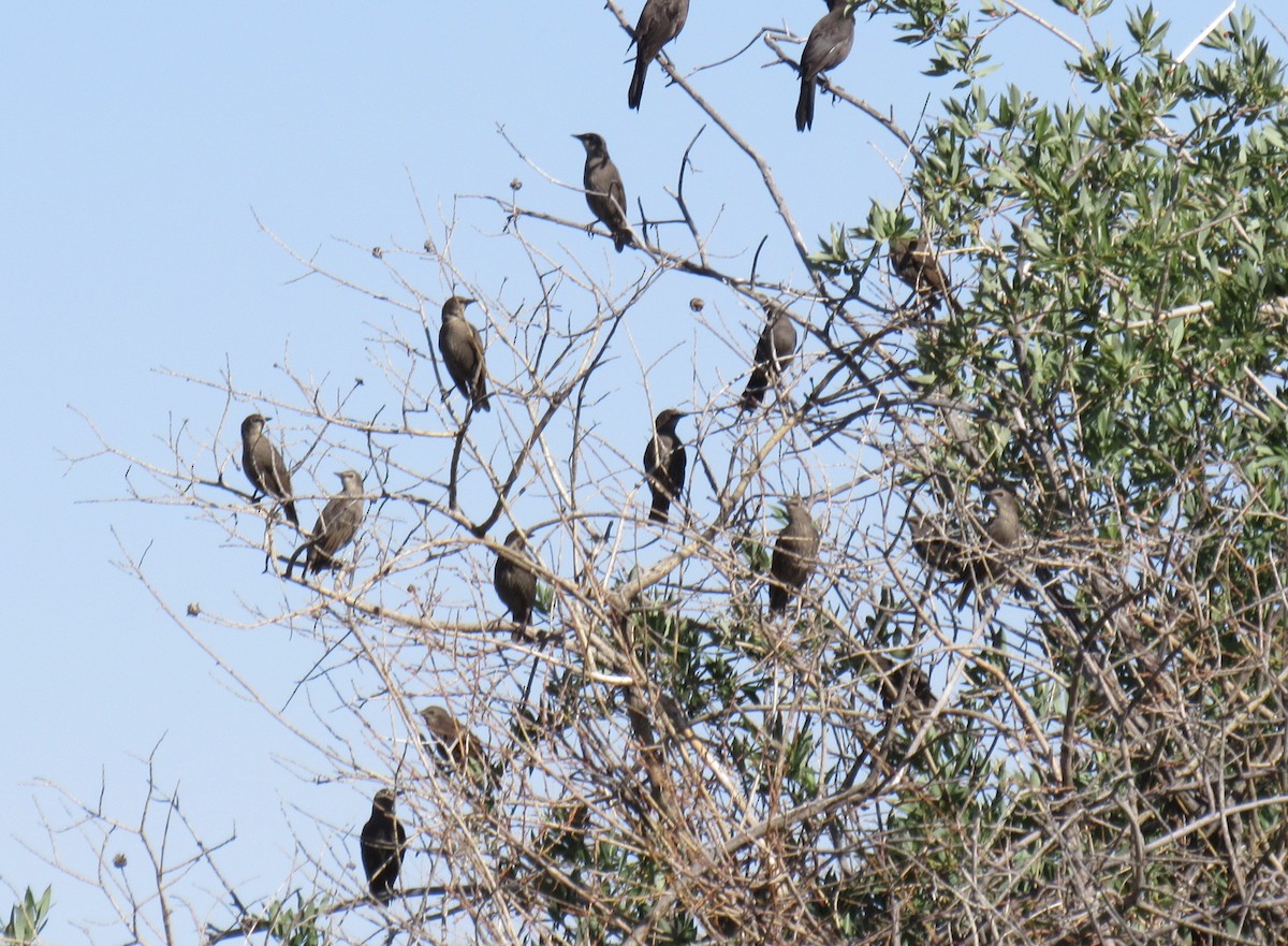European Starling - ML638322129