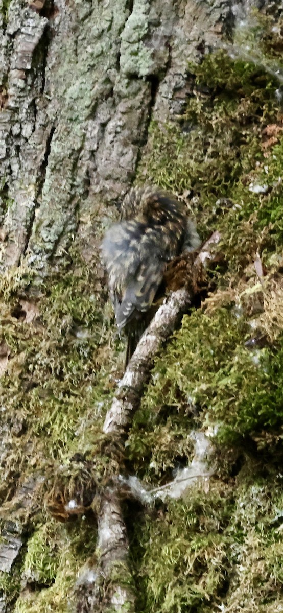Brown Creeper - ML638322130
