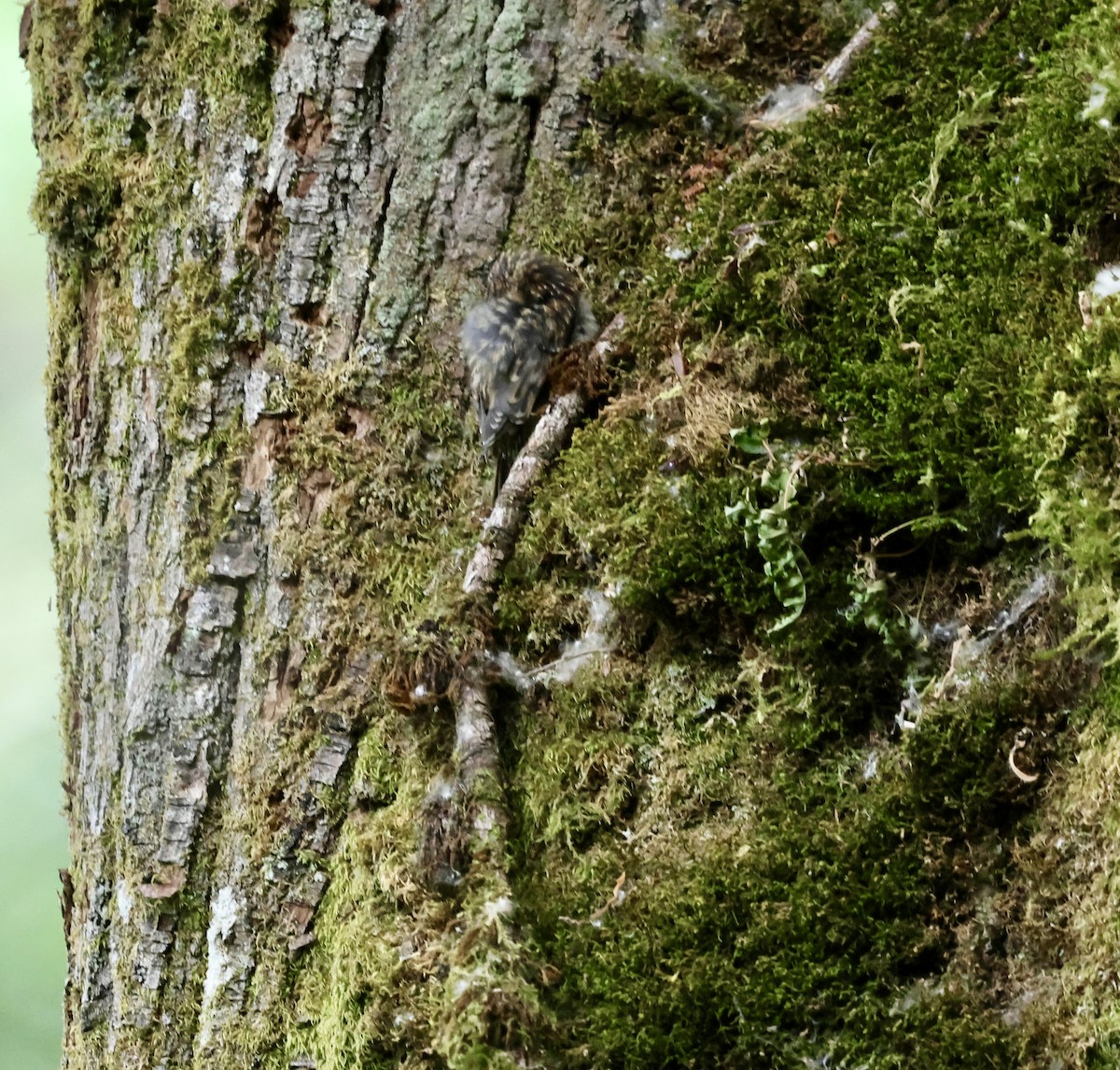 Brown Creeper - ML638322131
