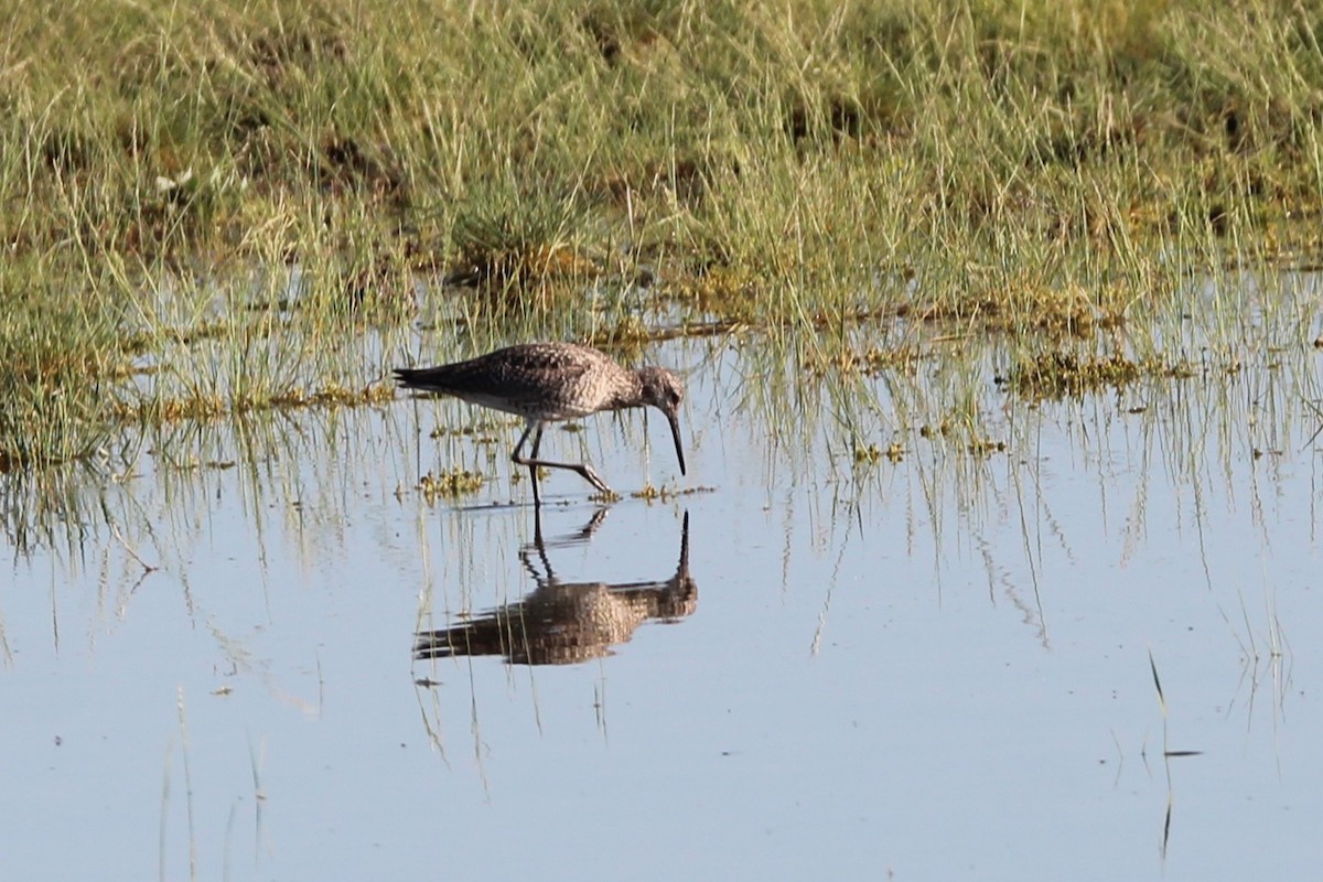 willetsnipe - ML638322157