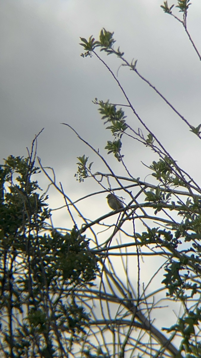 Green-tailed Towhee - ML638322159