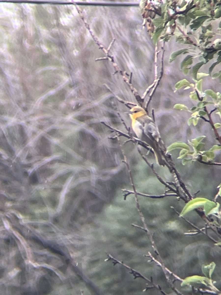 Bullock's Oriole - ML638322176