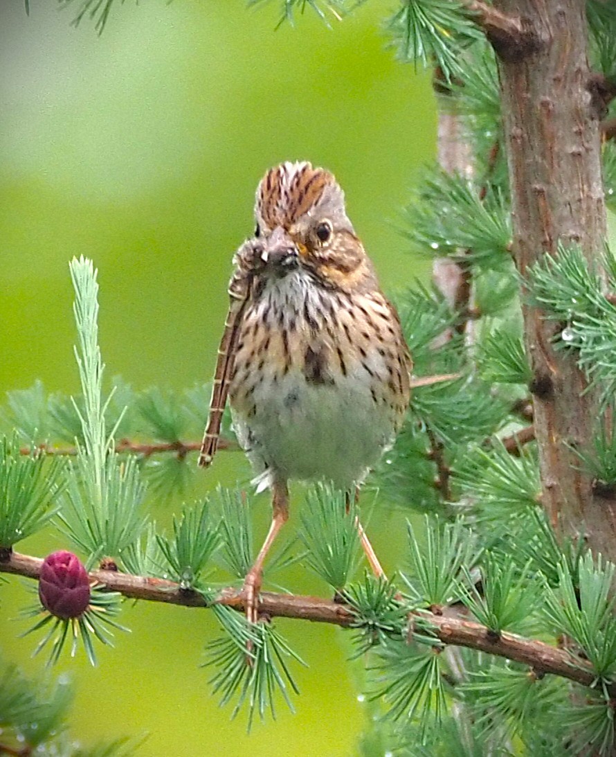 gråbrynspurv - ML638322178