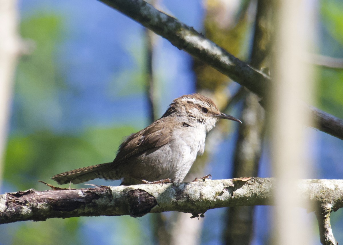Bewick's Wren - ML638322219
