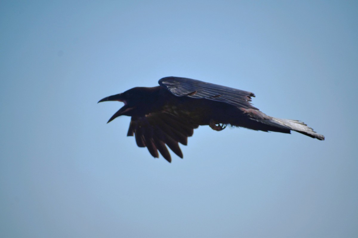 ravn - ML638322221