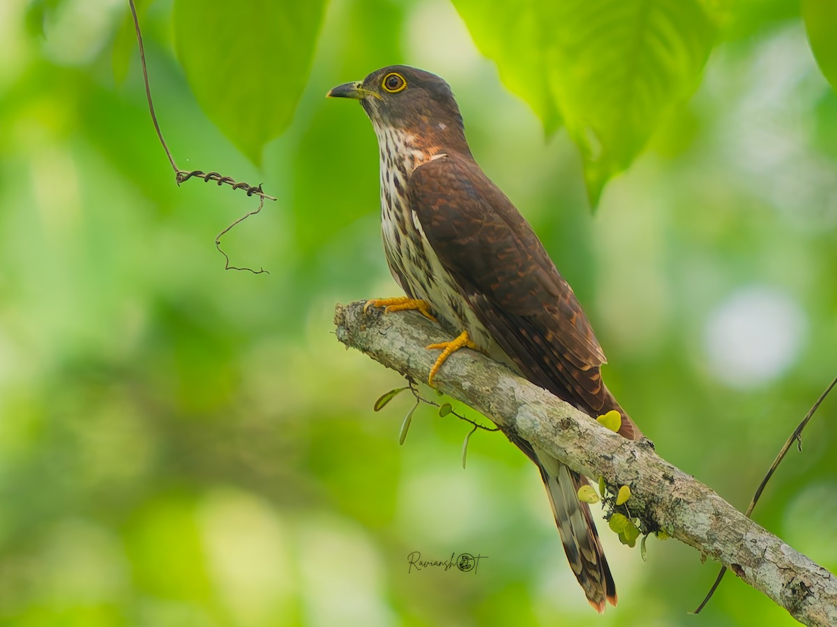Hodgson's Hawk-Cuckoo - ML638322223