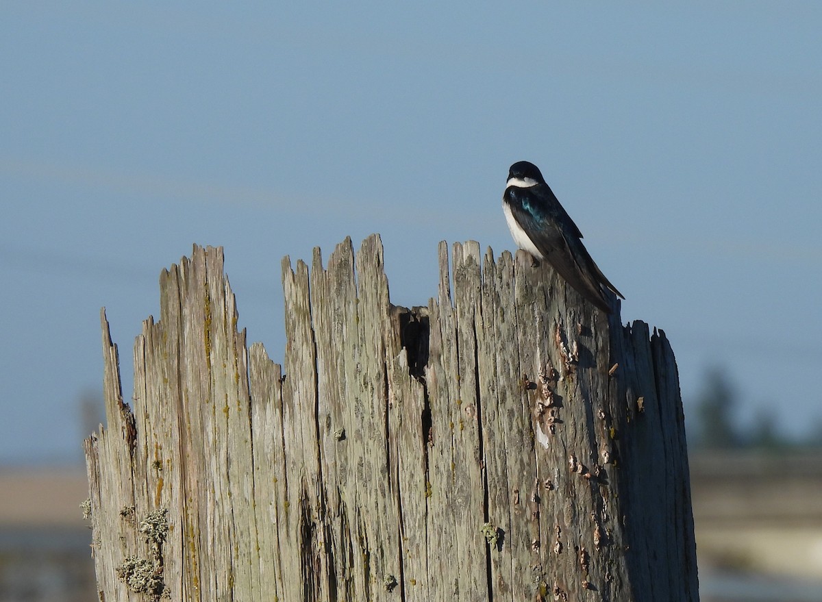 Tree Swallow - ML638322226