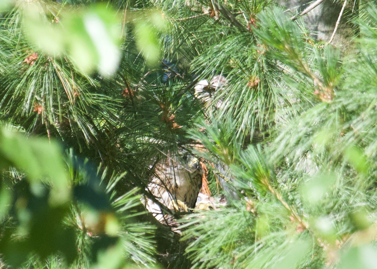 Cooper's Hawk - ML638322234