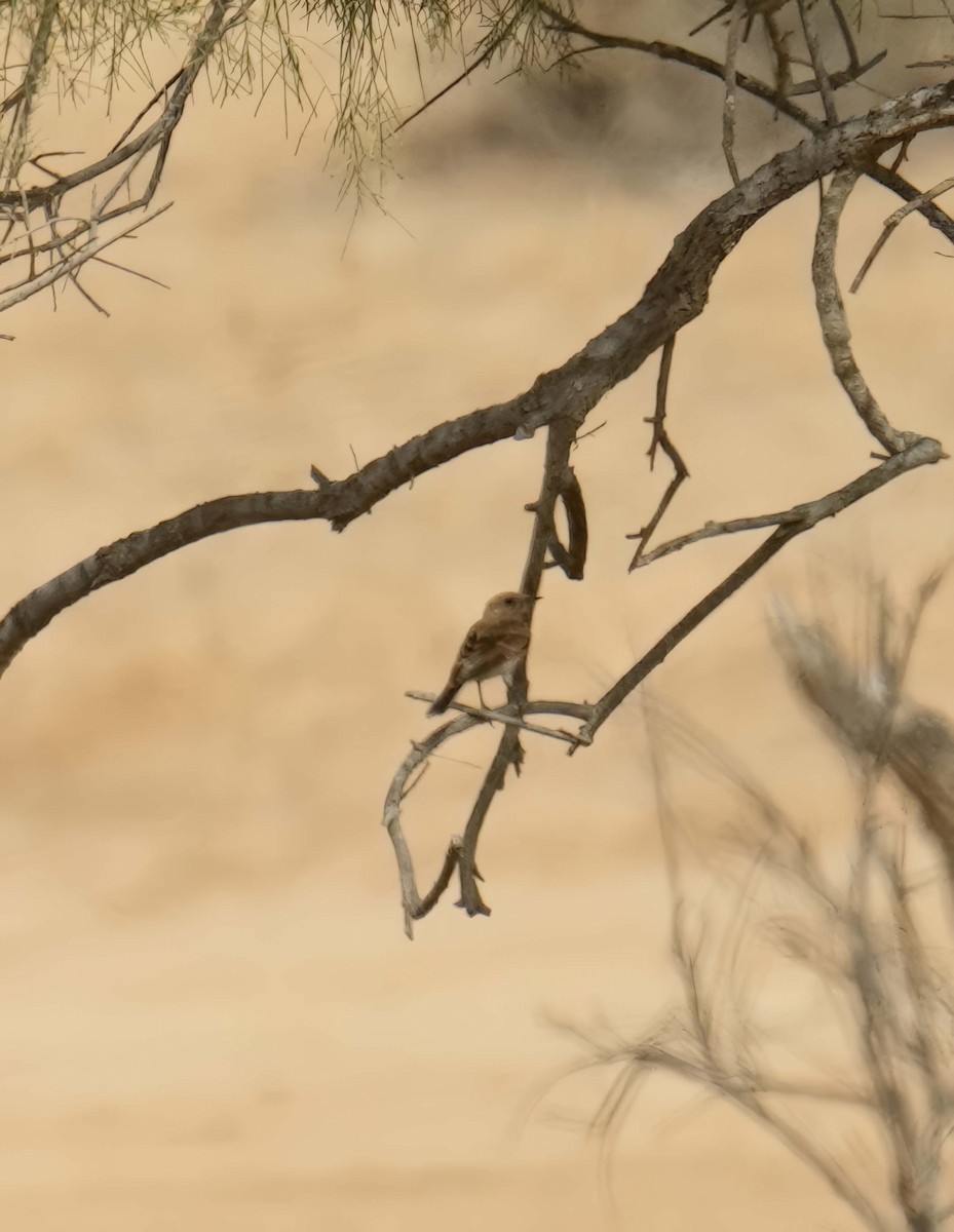 Mourning Wheatear - ML638322237