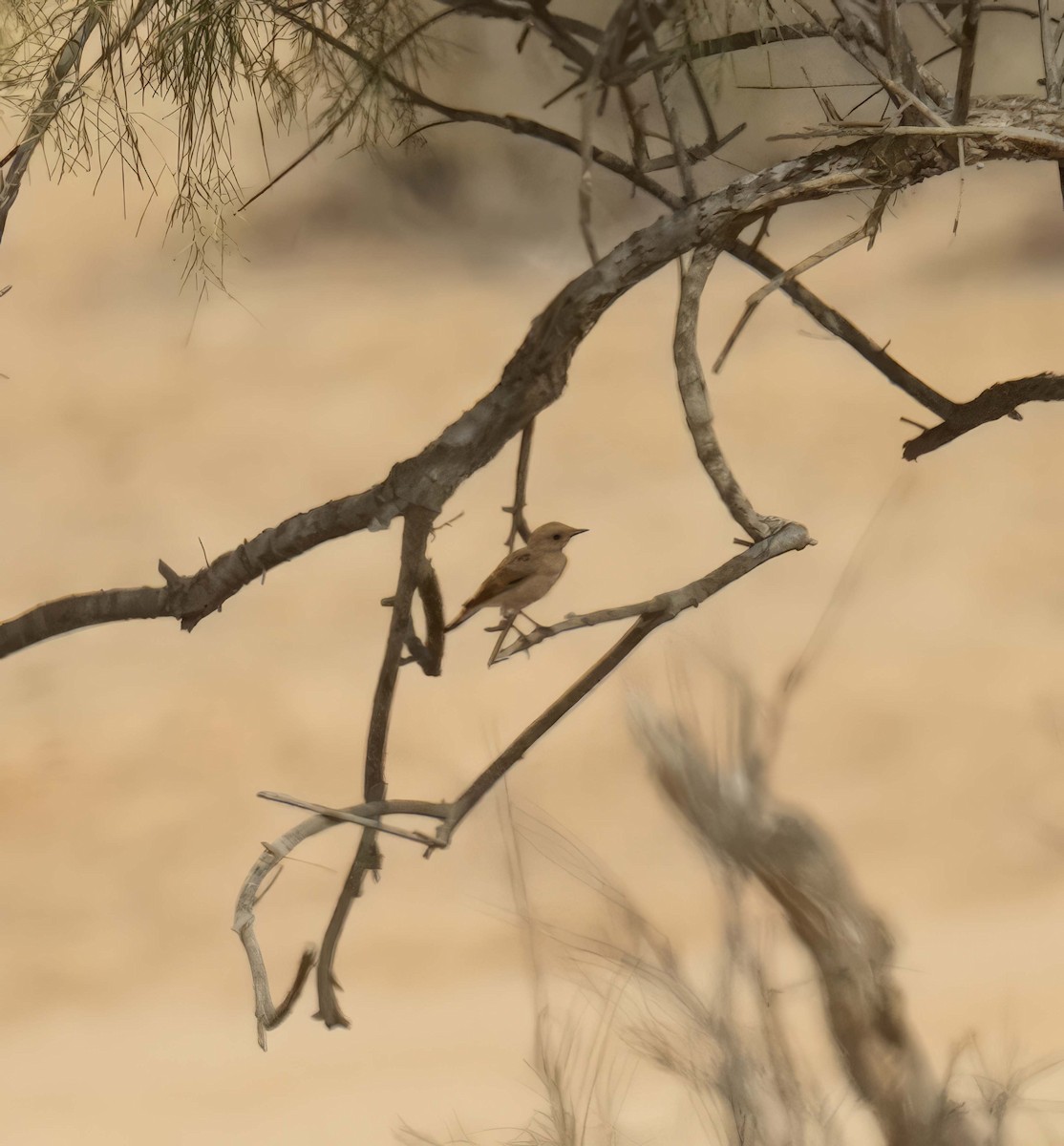 Mourning Wheatear - ML638322238