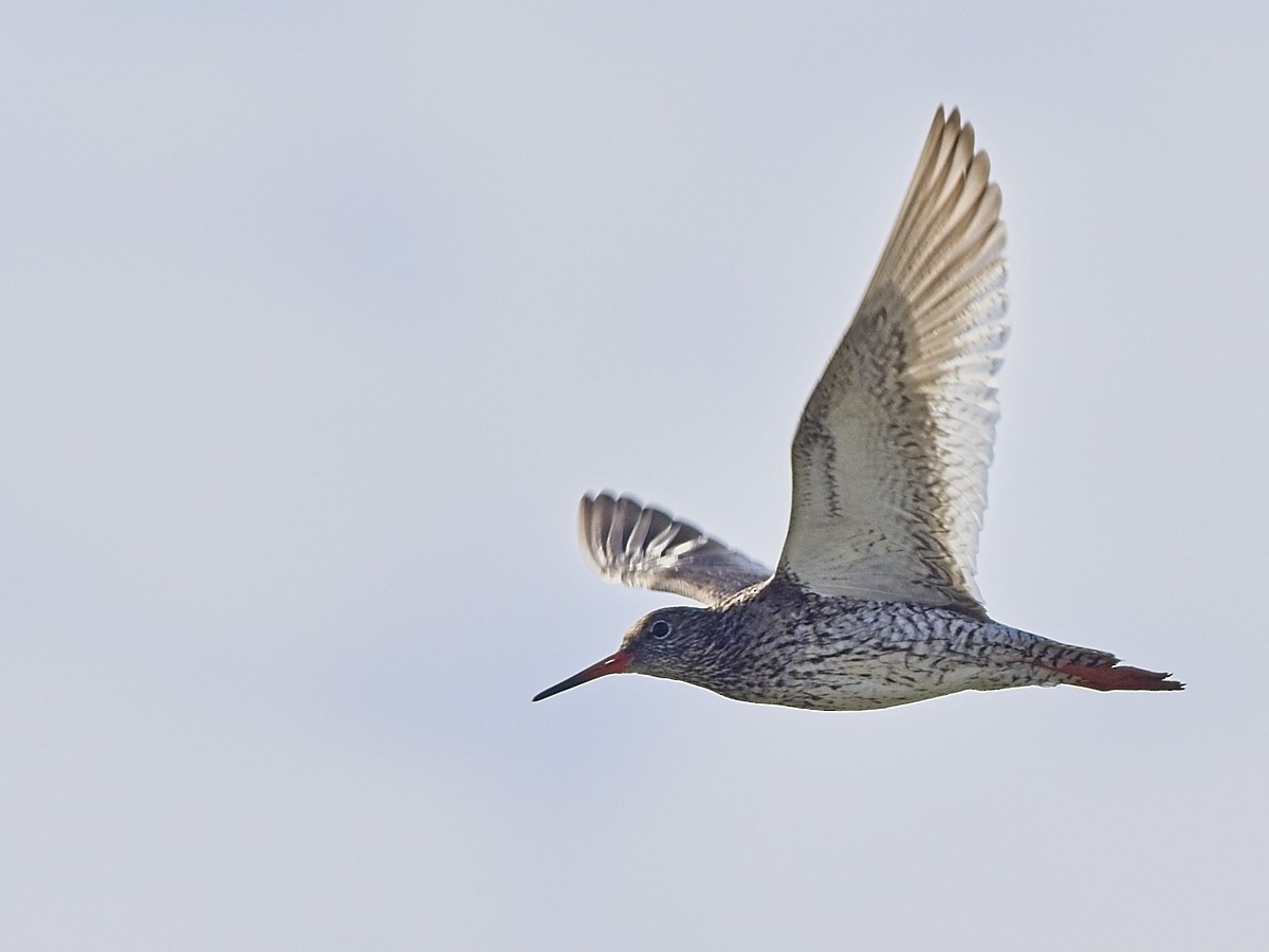 Common Redshank - ML638322240