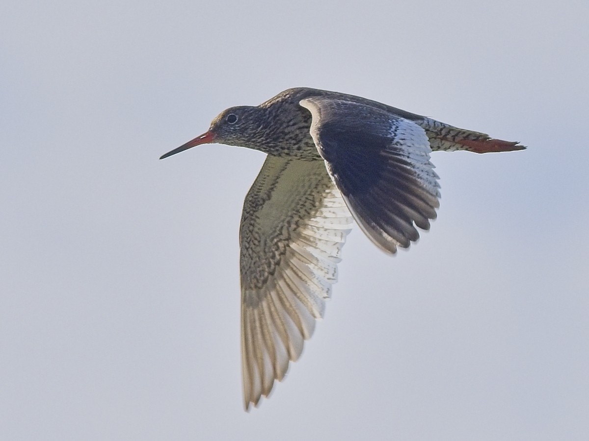Common Redshank - ML638322241