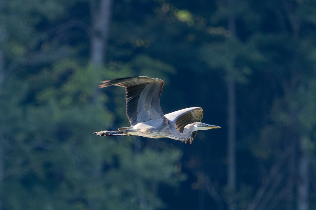 Great Blue Heron - ML638322246
