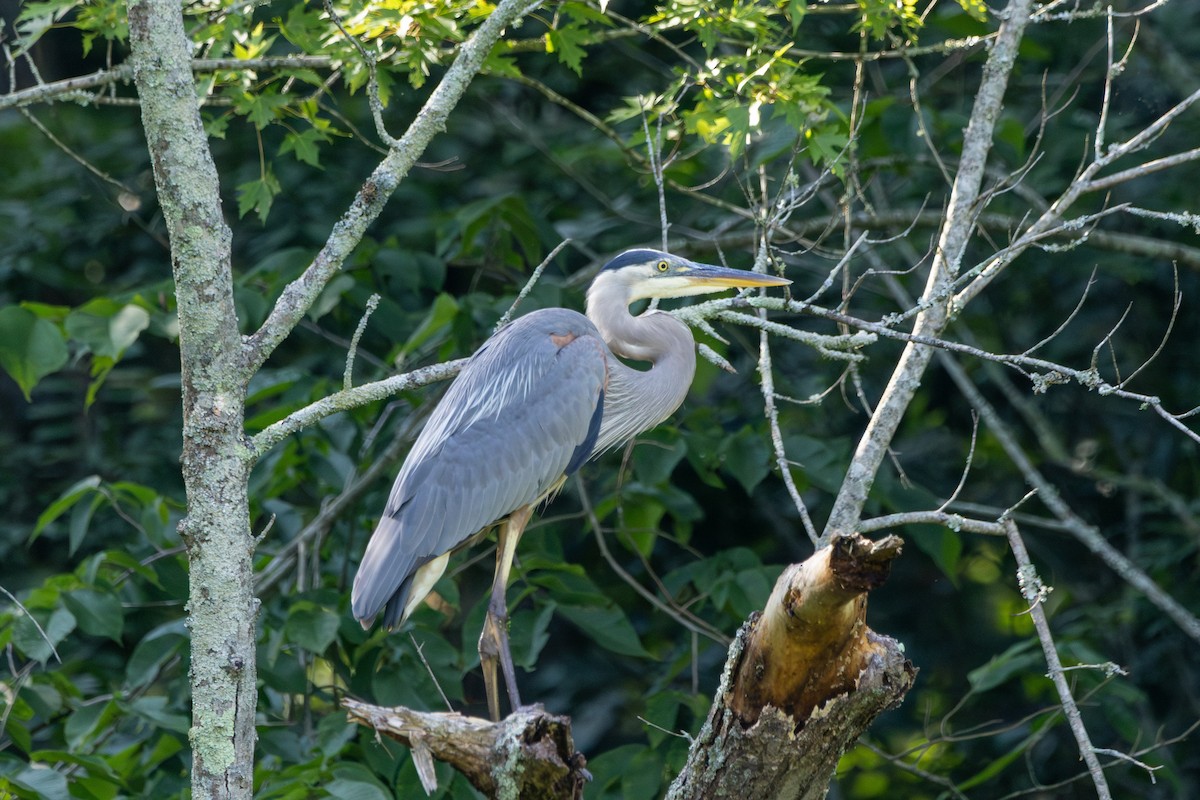 Great Blue Heron - ML638322248