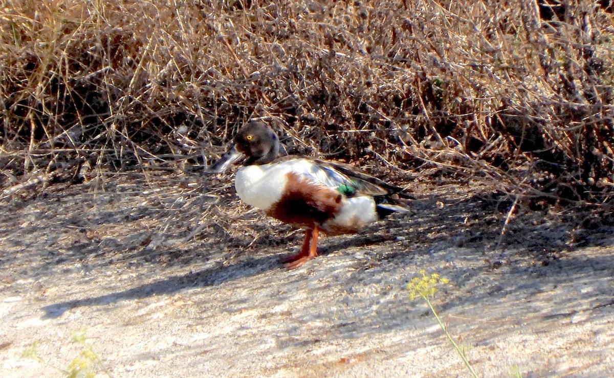 Northern Shoveler - ML638322249