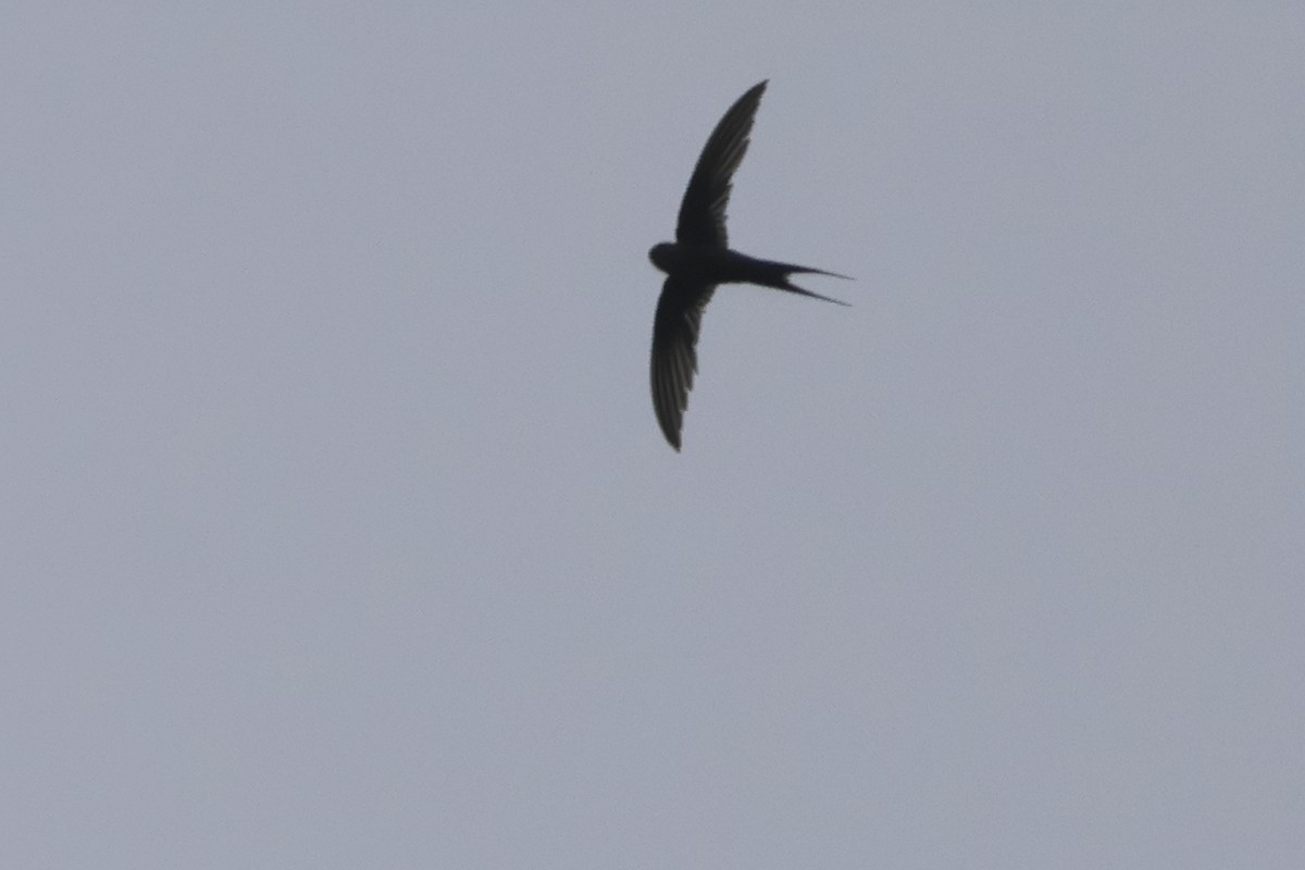 African Palm Swift - ML638322250