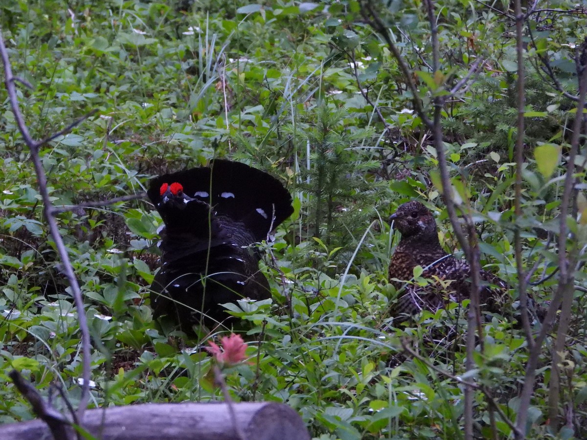 Spruce Grouse (Franklin's) - ML638322251
