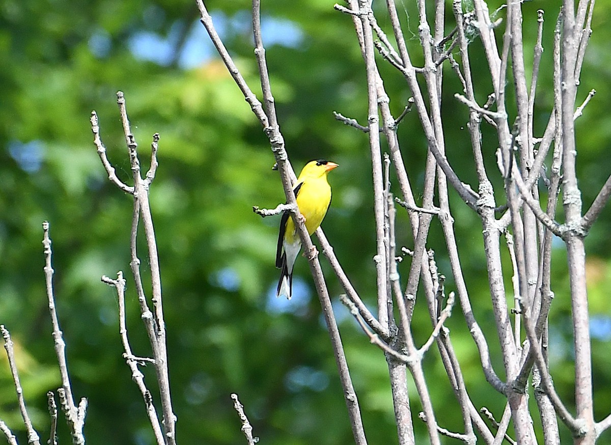 gulstillits - ML638322255